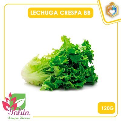 LECHUGA CRESPA BB 120GR